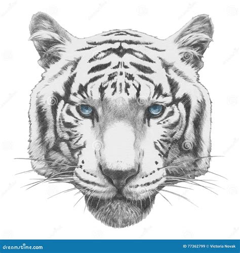 disegno tigre